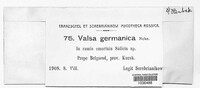 Valsa germanica image